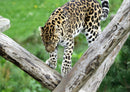 76995 Tierwelt - Leopard
