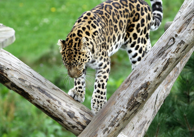 76995 Tierwelt - Leopard