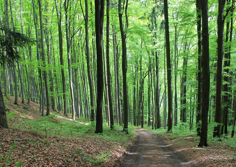 22342 Natur - Waldweg