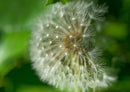 27263 Natur - Pusteblume
