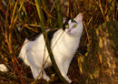 29268 Tierwelt - Katze im Gras