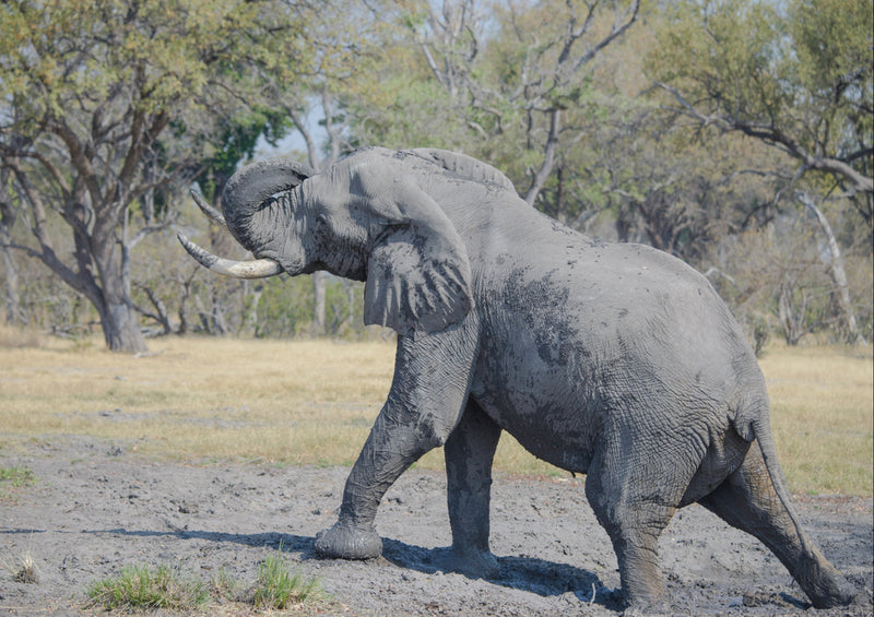 86707 Tierwelt - Elefant