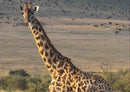 78283 Natur - Giraffe