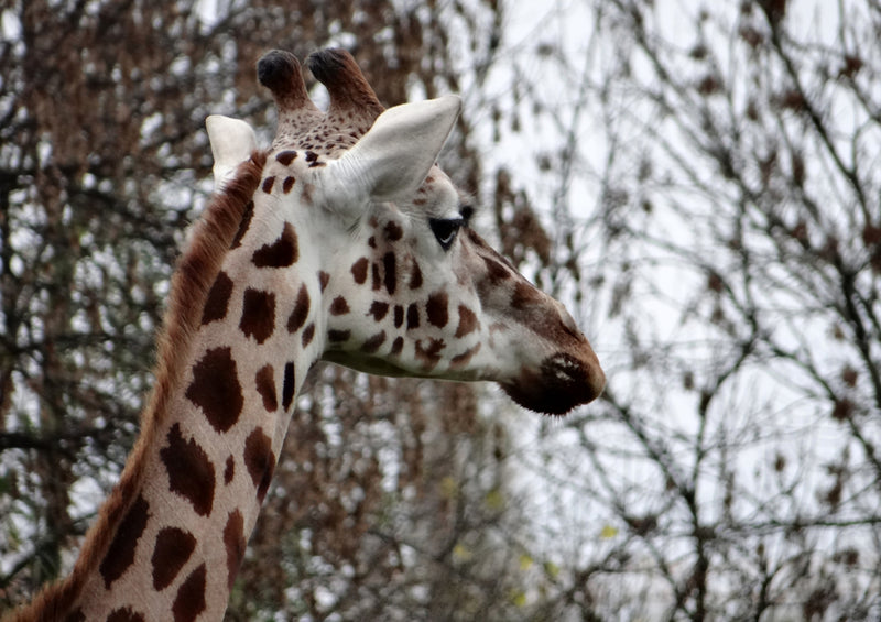 82195 Tierwelt - Giraffe