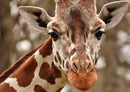 79156 Natur - Giraffe