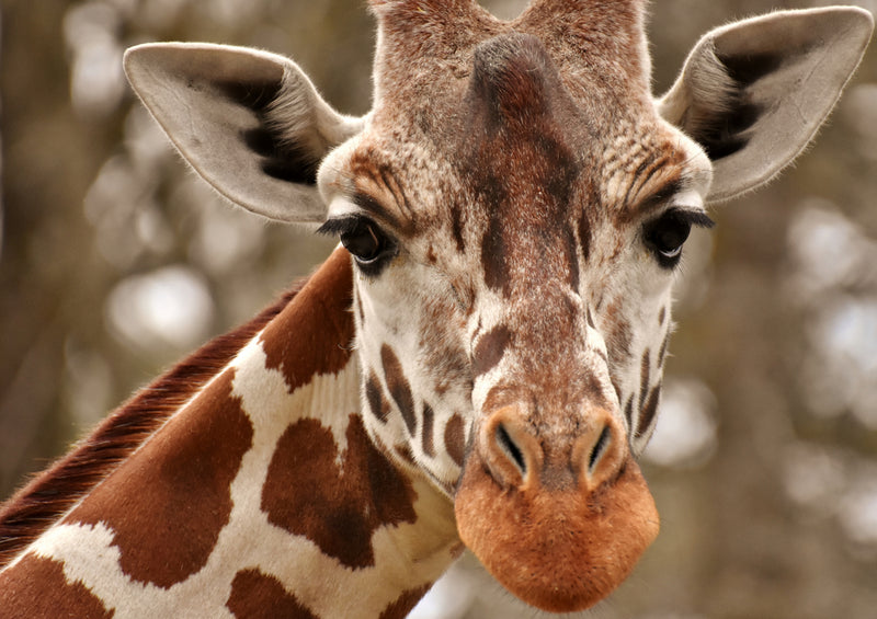 79156 Natur - Giraffe