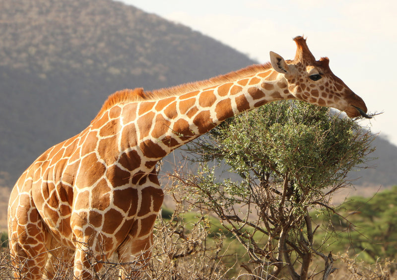 75256 Tierwelt - Giraffe