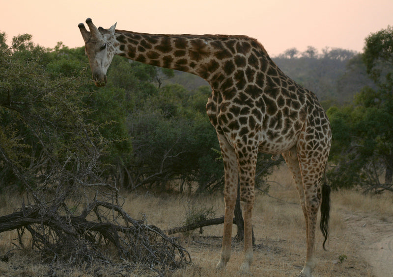 80373 Natur - Giraffe