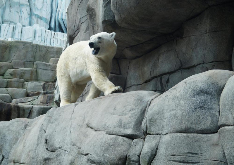 17953 Tierwelt - Eisbär auf Fels