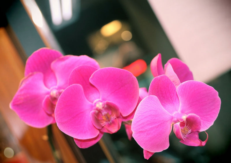 33773 Natur - Orchidee