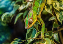 25440 Tierwelt - Chameleon