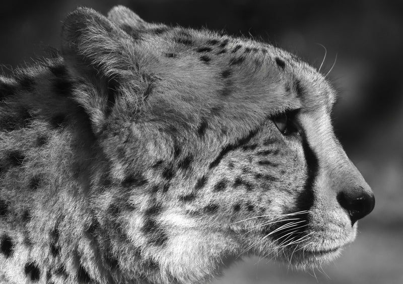 77367 Natur - Leopard