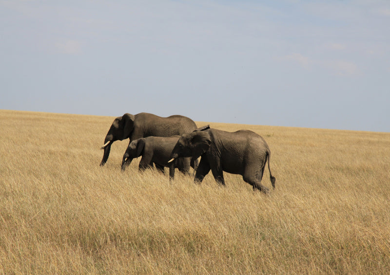 86697 Tierwelt - Elefanten