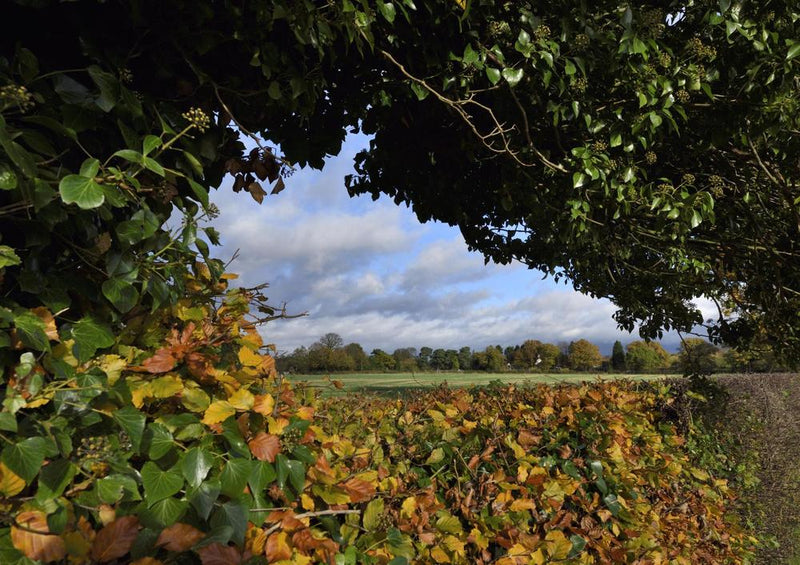 21801 Natur - Durchblick