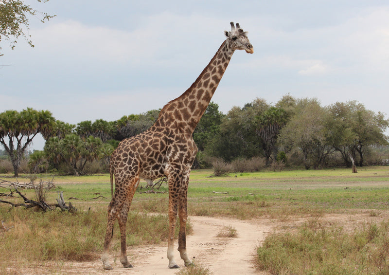 75781 Tierwelt - Giraffe
