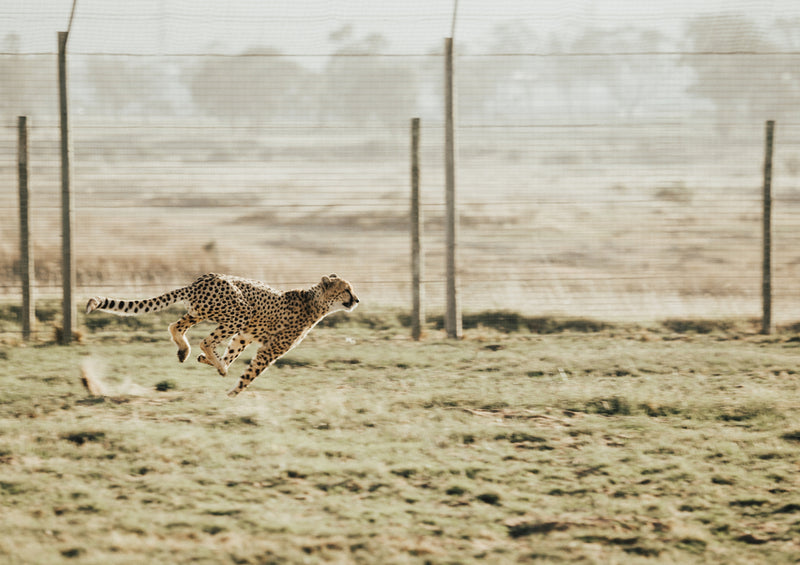 74605 Tierwelt - Leopard