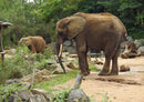 84972 Tierwelt - Elefant