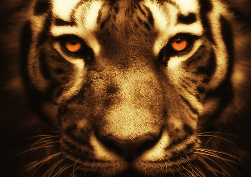 35317 Tierwelt - Tiger