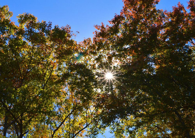 22685 Natur - Sonne im Laubwald