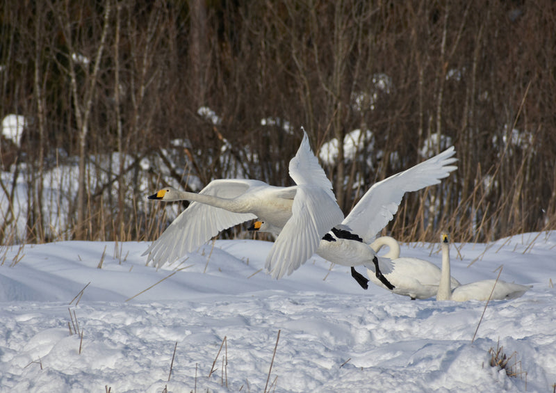 81068 Tierwelt - Gänse