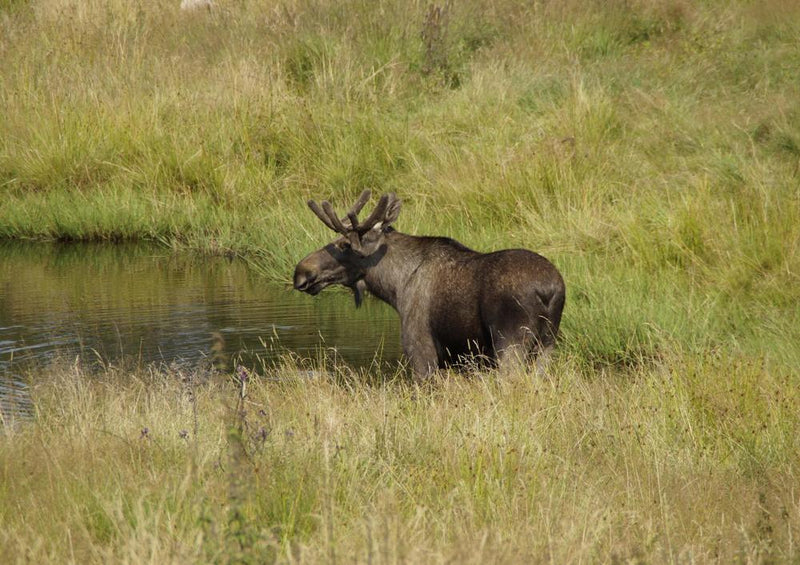 20253 Tierwelt - Elch in Wildnis