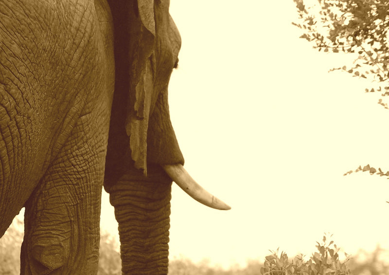 85270 Natur - Elefant