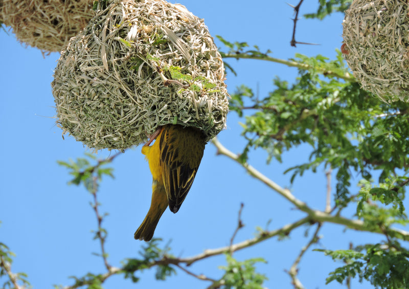 79193 Natur - Vogelnest