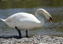 36434 Tierwelt - Schwan