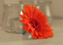 26933 Hintergründe - Gerbera