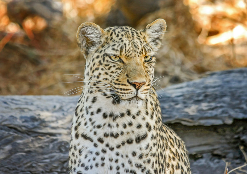 74834 Tierwelt - Leopard