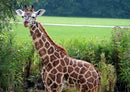 78346 Natur - Giraffe