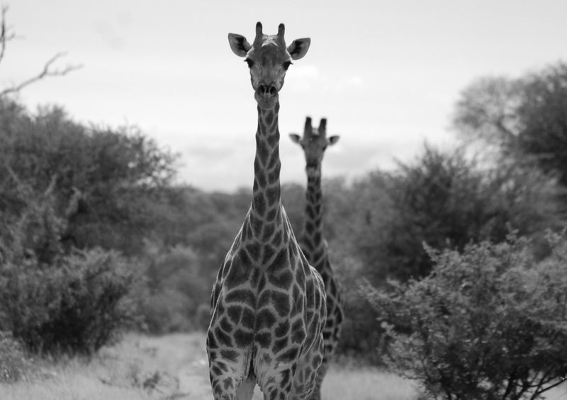 78308 Natur - Giraffe