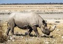 71154 Natur - Nashorn