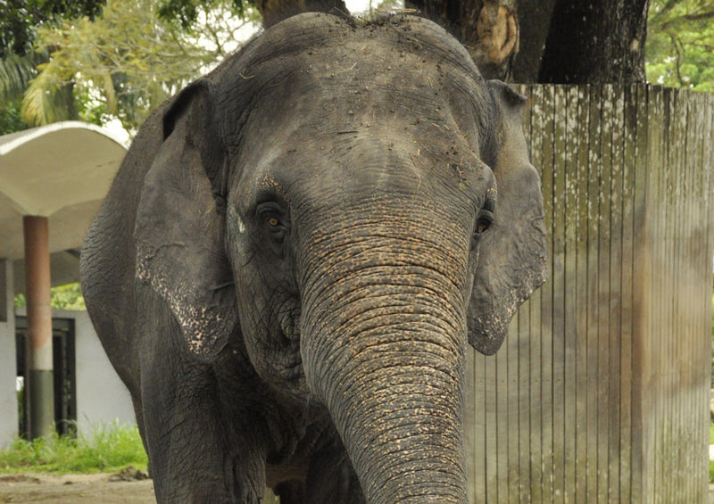 85820 Tierwelt - Elefant