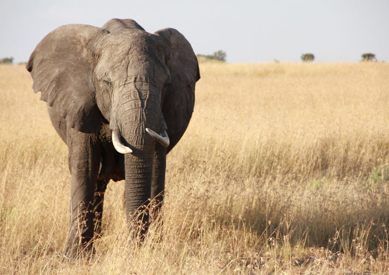 86682 Tierwelt - Elefant