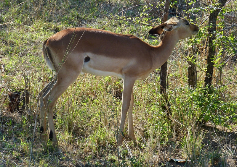 53316 Tierwelt - Antilope