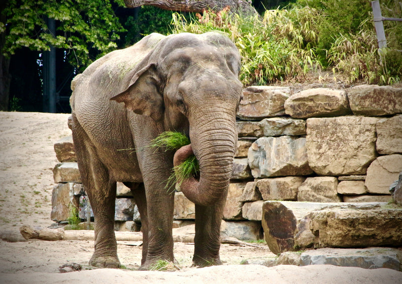 86693 Tierwelt - Elefant