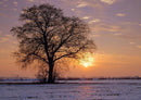 26120 Natur - Baum