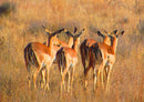 70468 Natur - Impala