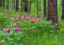21586 Natur - Wald-Blumen