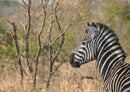 84113 Natur - Zebra
