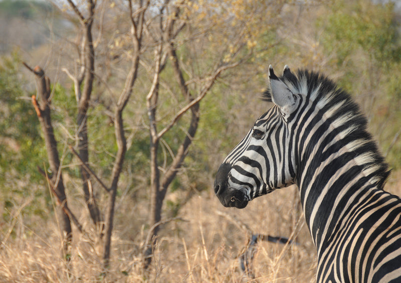 84113 Natur - Zebra