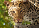 81448 Natur - Leopard