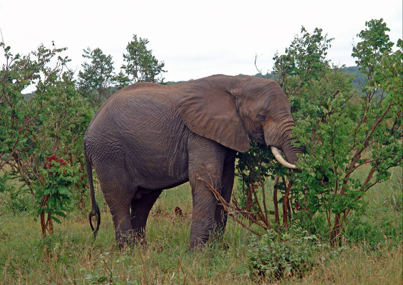 87196 Tierwelt - Elefant