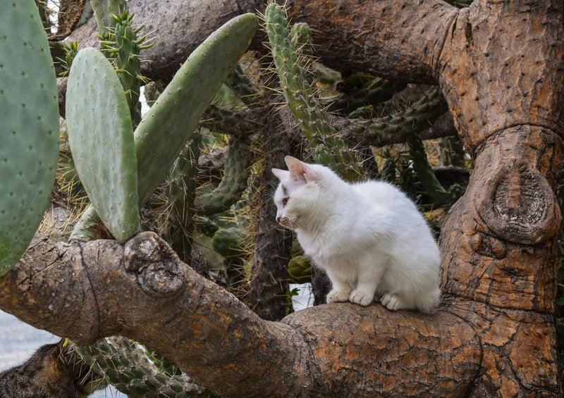 29343 Tierwelt - Katze im Kaktus