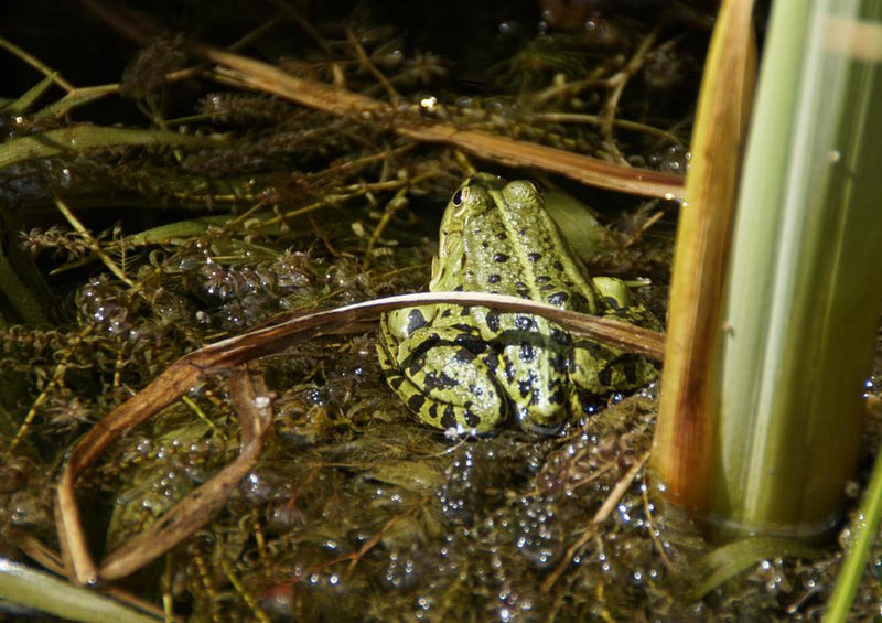 23063 Tierwelt - Frosch am See