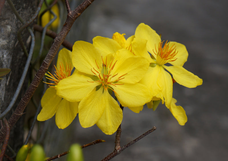 77453 Natur - Goldene Aprikose