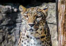 77493 Natur - Leopard