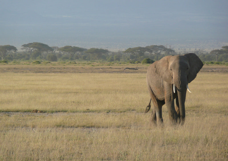 84957 Natur - Elefant