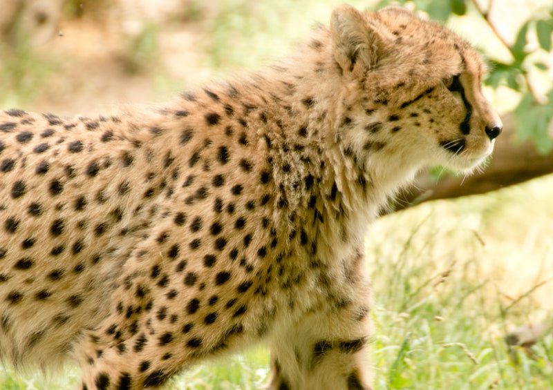 80597 Natur - Gepard